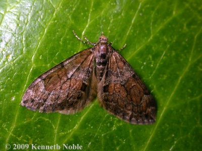 grey pine carpet (Thera obeliscata) Kenneth Noble